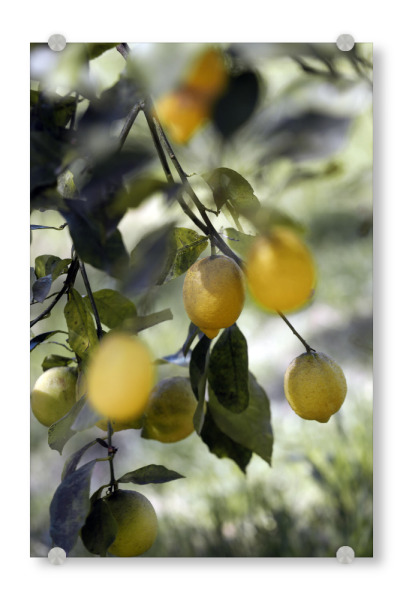 Acrylglasbild "Gelbe Bio Zitronen" artboxONE - Natur,Floral,Essen & Trinken,Essen & Trinken / Obst & Gemüse