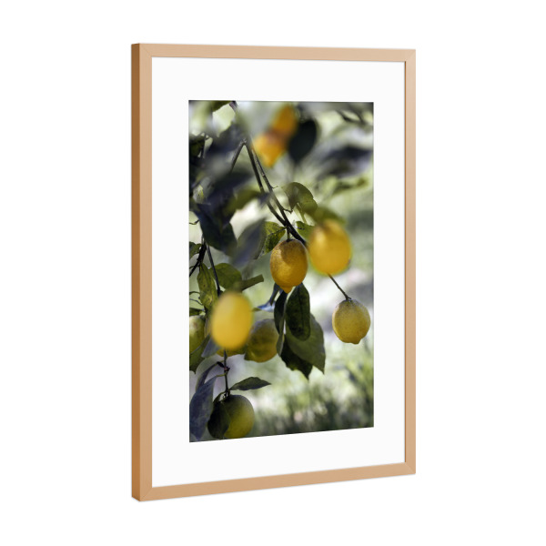 Poster mit Rahmen Kupfer "Gelbe Bio Zitronen" artboxONE - Natur,Floral,Essen & Trinken,Essen & Trinken / Obst & Gemüse