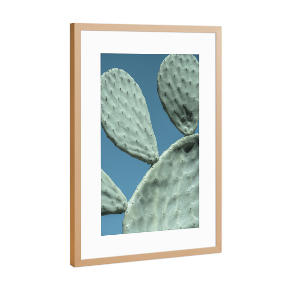 Poster mit Rahmen Kupfer "Dreiköpfiger Kaktus" artboxONE - Natur,Floral,Reise / Strand und Meer