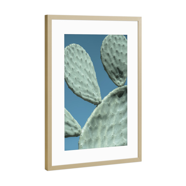 Poster mit Rahmen Gold "Dreiköpfiger Kaktus" artboxONE - Natur,Floral,Reise / Strand und Meer