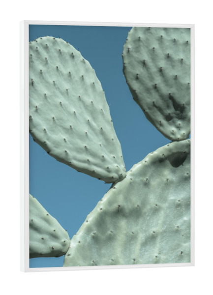 Poster mit weißem Rahmen "Dreiköpfiger Kaktus" artboxONE - Natur,Floral,Reise / Strand und Meer