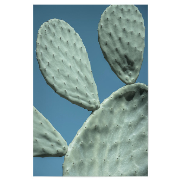 Poster 30x20 cm "Dreiköpfiger Kaktus" artboxONE - Natur,Floral,Reise / Strand und Meer