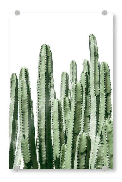 Acrylglasbild "Green Cacti Fotografie" artboxONE - Natur,Floral,Reise / Strand und Meer