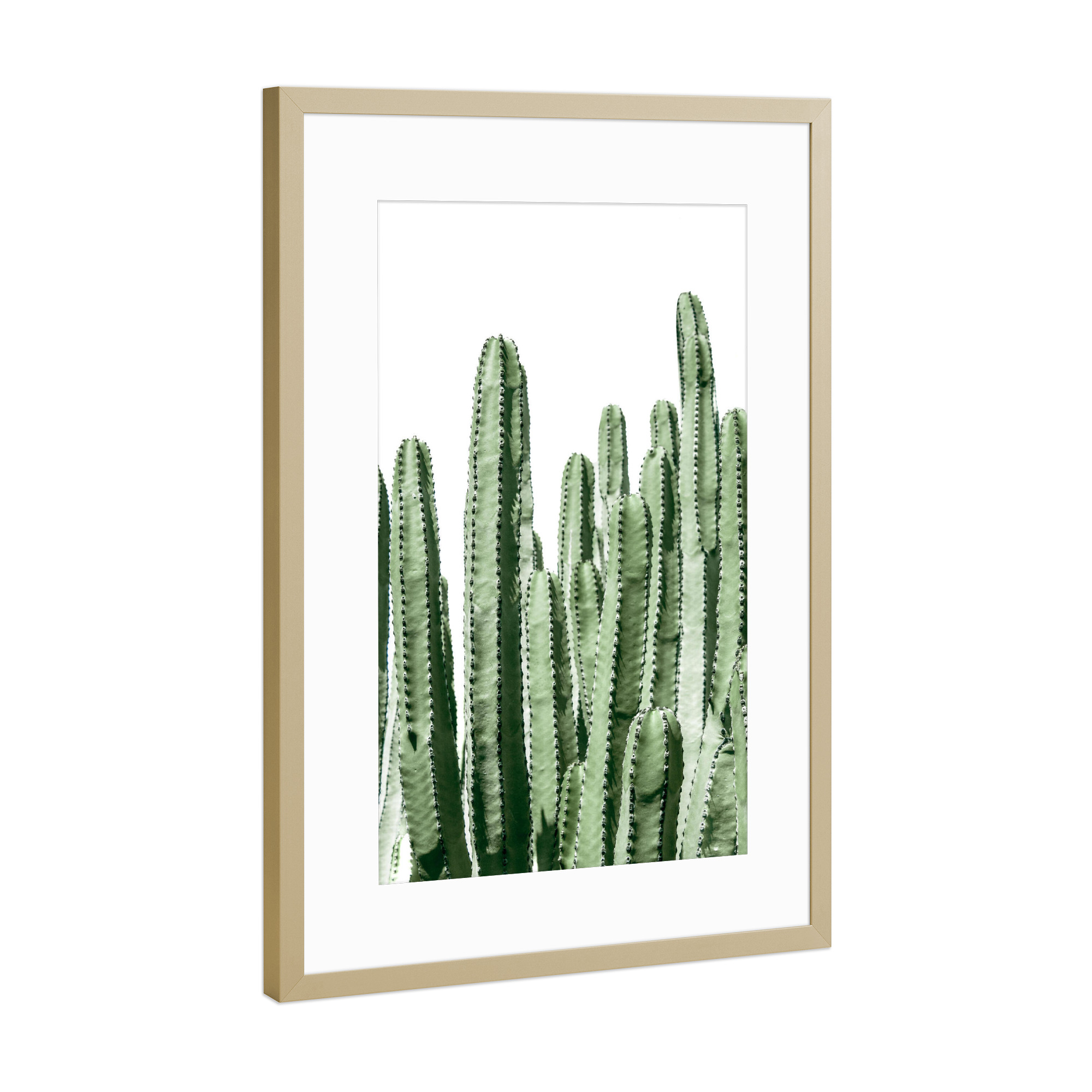 Poster mit Rahmen Gold "Green Cacti Fotografie" artboxONE - Natur,Floral,Reise / Strand und Meer