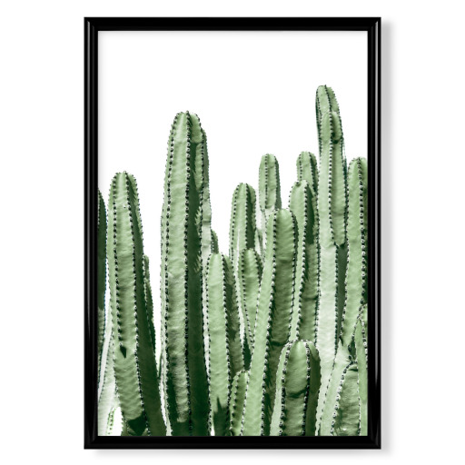 Green Cacti Photography