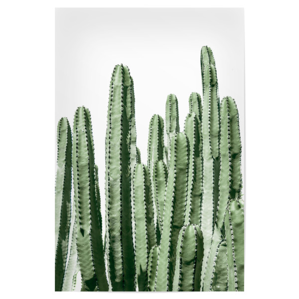 Poster 30x20 cm "Green Cacti Fotografie" artboxONE - Natur,Floral,Reise / Strand und Meer