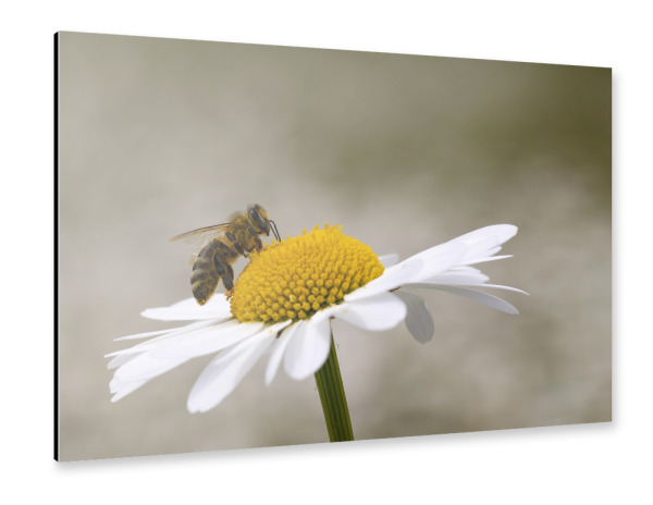 Alu-Dibond "Margerite mit Biene" 30x20 cm artboxONE