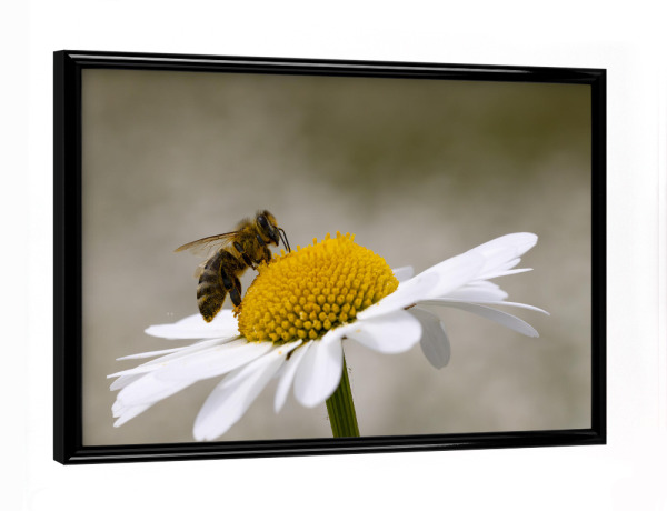 Poster mit schwarzem Rahmen "Margerite mit Biene" artboxONE - Natur,Tiere - Biene,Margerite,Blume,Blumen,Natur,Landschaft,Insekt