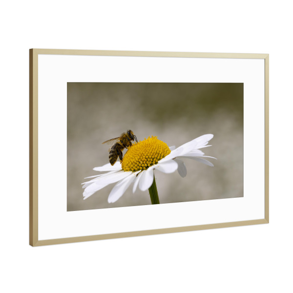 Poster mit Rahmen Gold "Margerite mit Biene" artboxONE - Natur,Tiere - Biene,Margerite,Blume,Blumen,Natur,Landschaft,Insekt