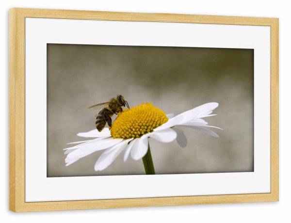 Poster mit Rahmen kiefer "Margerite mit Biene" artboxONE - Natur,Tiere - Biene,Margerite,Blume,Blumen,Natur,Landschaft,Insekt