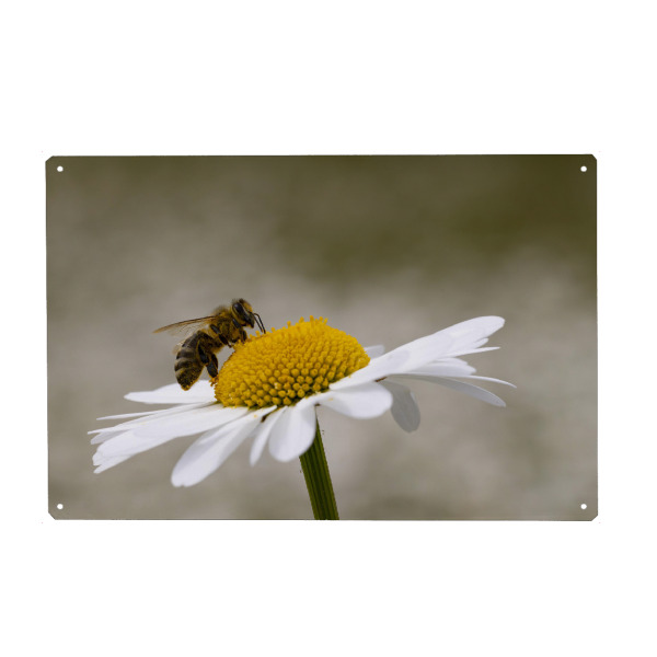Metall Poster "Margerite mit Biene" artboxONE - Natur,Tiere - Biene,Margerite,Blume,Blumen,Natur,Landschaft,Insekt - Blechschild