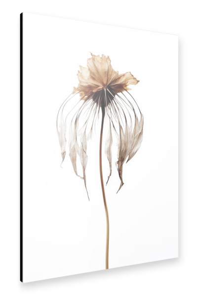 Alu-Dibond "Dry Jellyfish Flower" 30x20 cm artboxONE