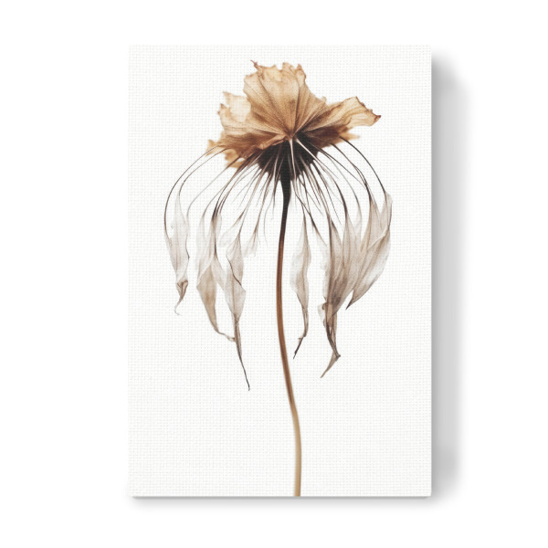 Leinwandbild "Dry Jellyfish Flower" artboxONE - Floral,Abstrakt,Für Mama - Blume,Blumen,Fantasie,Digitale kunst,Fotografie,Trockenblume