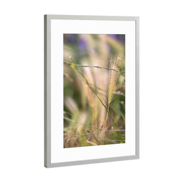 Poster mit Rahmen Silber "Getreide - Bokeh" artboxONE - Natur - Getreide,Natur,Bokeh