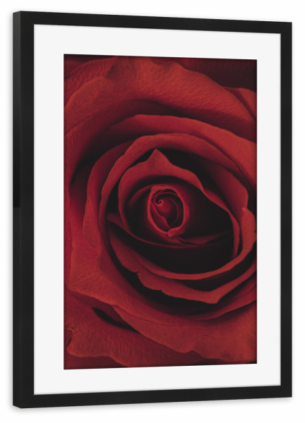 Poster mit Rahmen schwarz "Liebhaber der roten Rose" artboxONE - Natur,Floral,Liebe