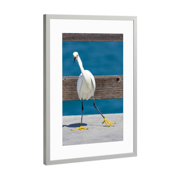 Poster mit Rahmen Silber "Schmuckreiher Newport Beach" artboxONE - Tiere - Schmuckreiher,Newport beach,Usa,Kalifornien,Natur,Vögel,Tiere,Vogel,Reiher