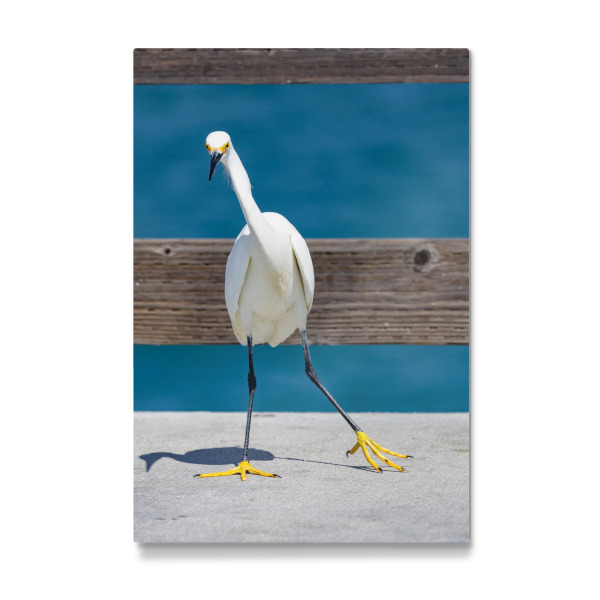 Galerie-Print "Schmuckreiher Newport Beach" 30x20 cm artboxONE