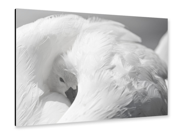 Alu-Dibond "Schwan Küken im Federkleid" 30x20 cm artboxONE