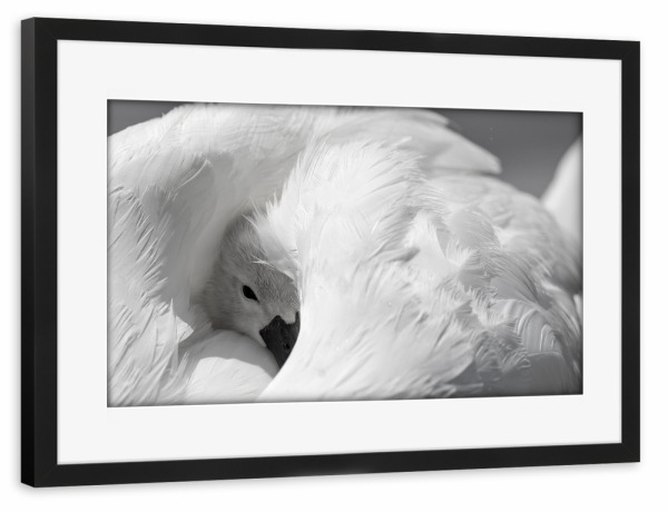 Poster mit Rahmen schwarz "Schwan Küken im Federkleid" artboxONE - Tiere - Schwan küken,Tiere,Schwan,Natur,Wildlife,Tierkinder