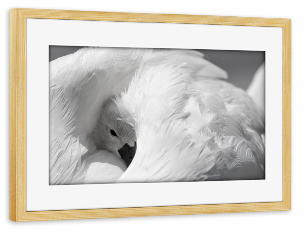 Poster mit Rahmen kiefer "Schwan Küken im Federkleid" artboxONE - Tiere - Schwan küken,Tiere,Schwan,Natur,Wildlife,Tierkinder