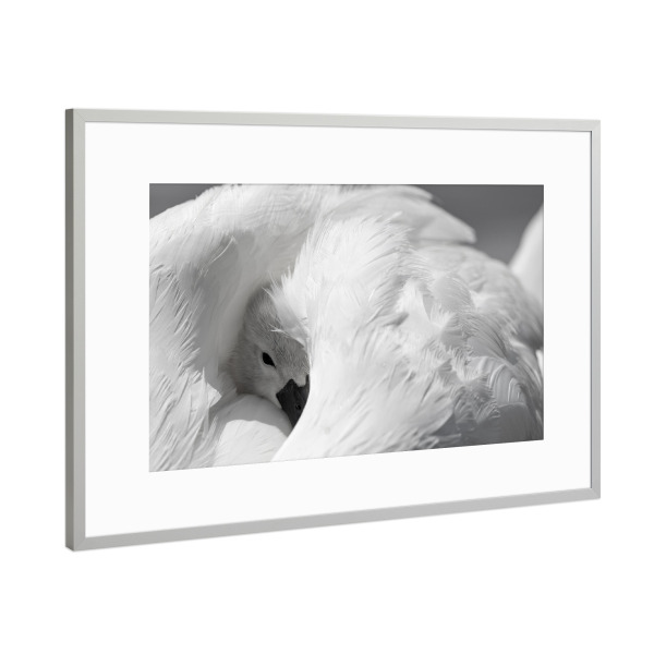 Poster mit Rahmen Silber "Schwan Küken im Federkleid" artboxONE - Tiere - Schwan küken,Tiere,Schwan,Natur,Wildlife,Tierkinder