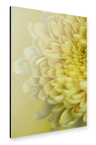 Alu-Dibond "Gelbe Blütenblätter" 30x20 cm artboxONE