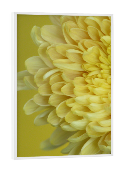 Poster mit weißem Rahmen "Gelbe Blütenblätter" artboxONE - Natur,Floral,Für Mama
