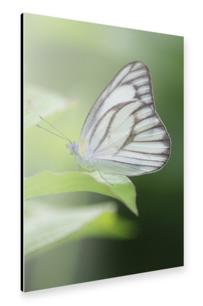Alu-Dibond "Weißer Schmetterling" 30x20 cm artboxONE