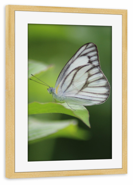 Poster mit Rahmen kiefer "Weißer Schmetterling" artboxONE - Natur,Tiere