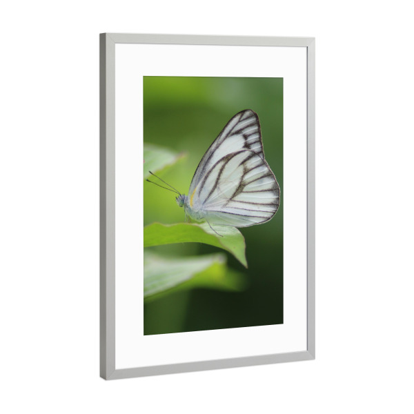 Poster mit Rahmen Silber "Weißer Schmetterling" artboxONE - Natur,Tiere
