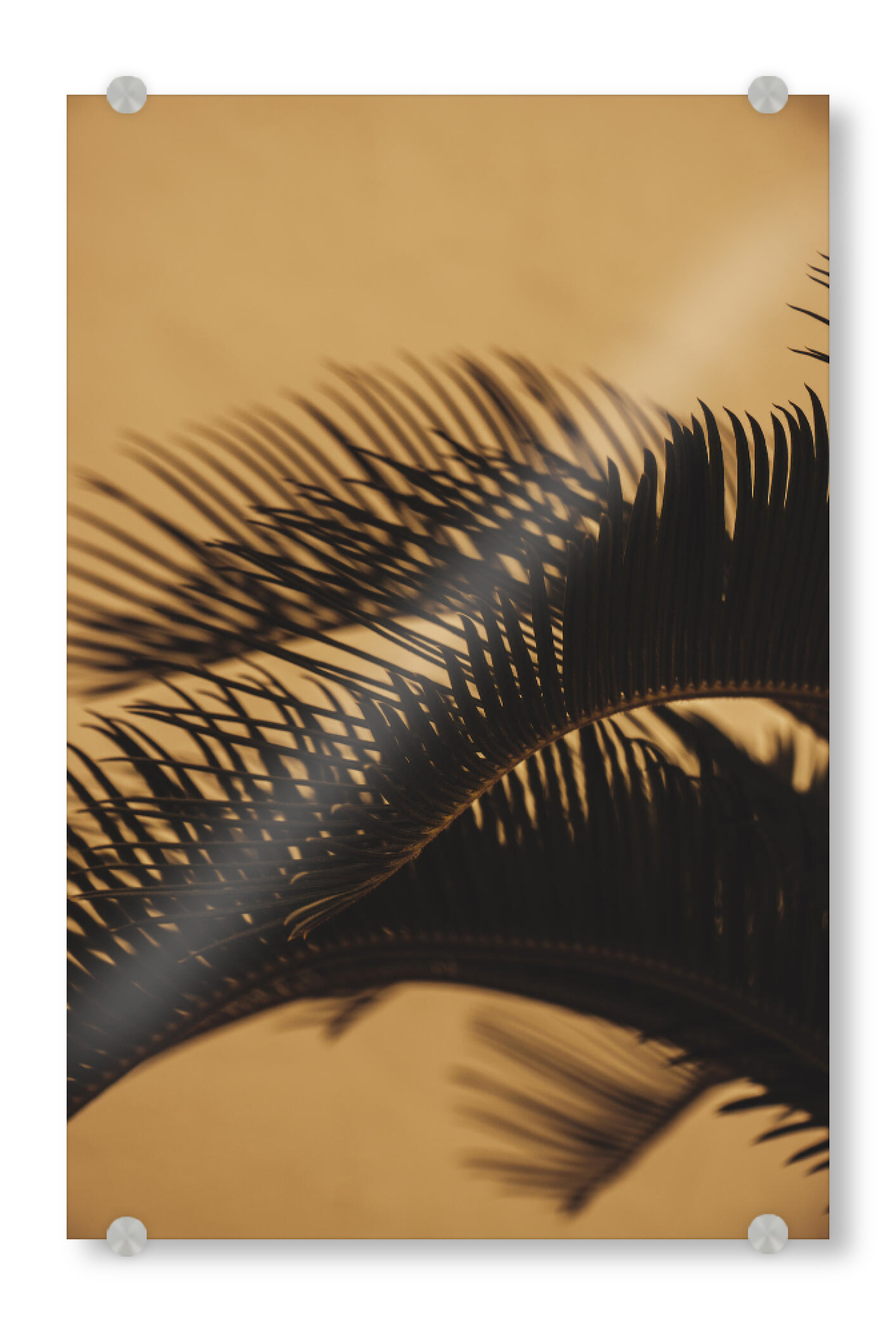 Acrylglasbild "Goldene Schattenpalmen" artboxONE - Natur,Reise,Reise / Strand und Meer