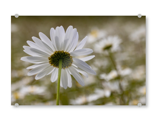 Acrylglasbild "Margerite von unten" artboxONE - Natur - Margerite,Blume,Pflanzen,Natur,Detail