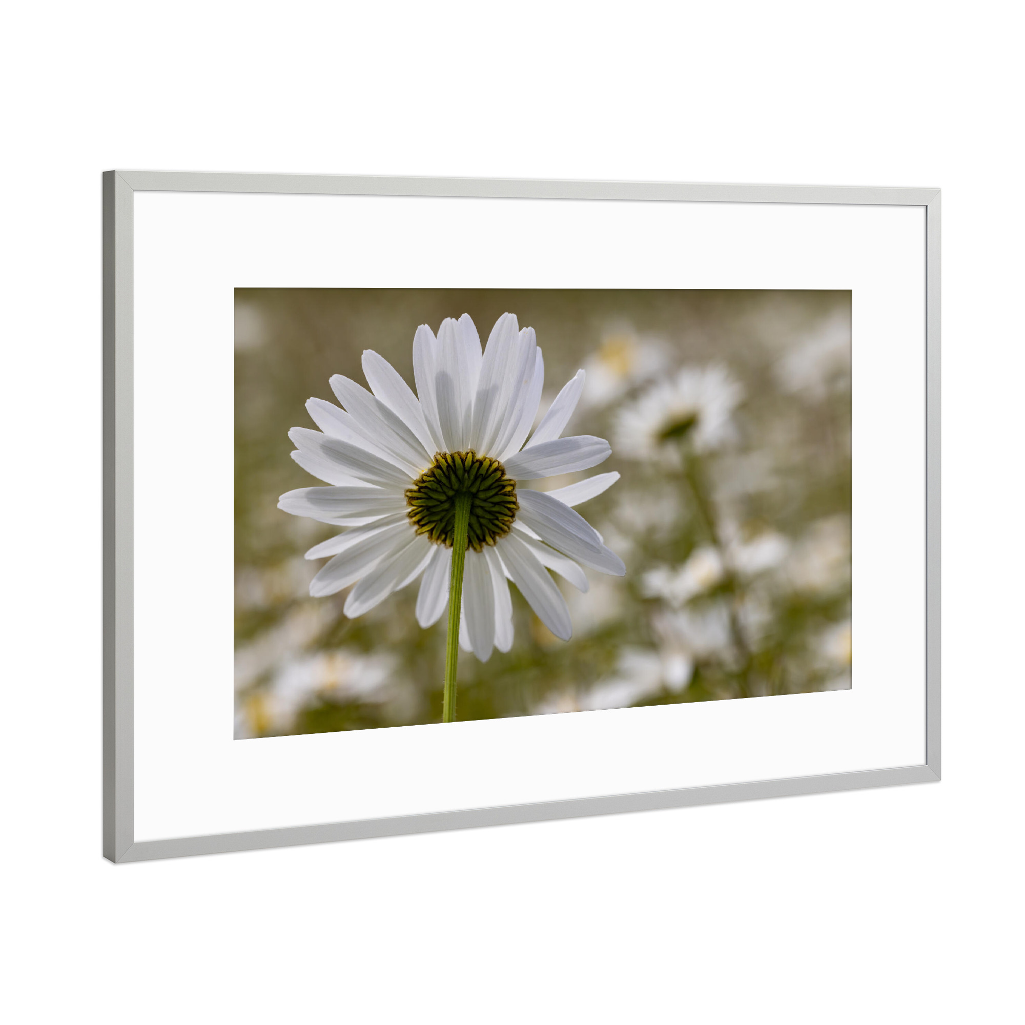 Poster mit Rahmen Silber "Margerite von unten" artboxONE - Natur - Margerite,Blume,Pflanzen,Natur,Detail