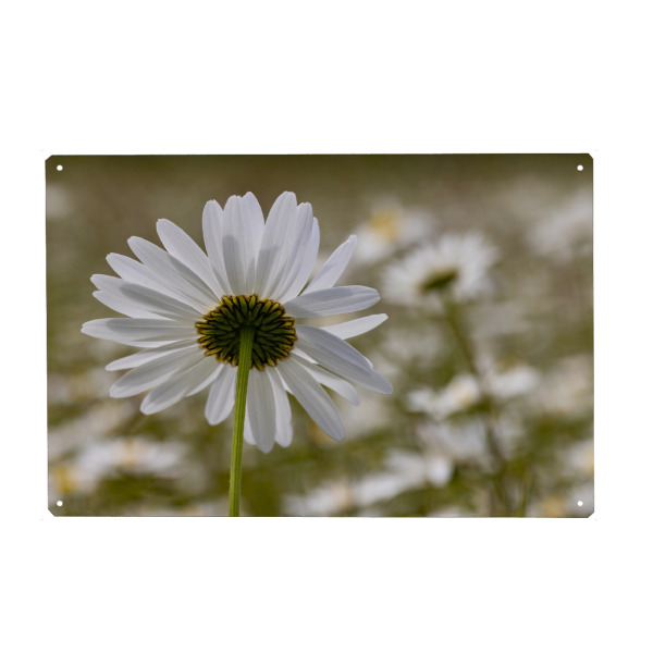 Metall Poster "Margerite von unten" artboxONE - Natur - Margerite,Blume,Pflanzen,Natur,Detail - Blechschild