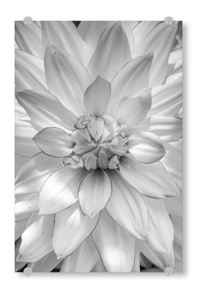 Acrylglasbild "Weiße Blütenpflanze" artboxONE - Natur,Floral,Für Mama
