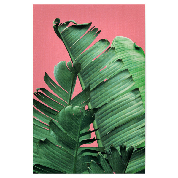 Poster "Bananenblätter in Rosa" artboxONE - Natur,Reise,Floral