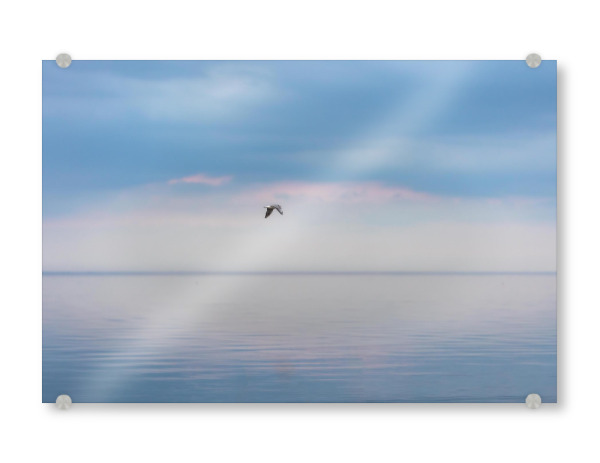 Acrylglasbild "Einzelne Möwe" artboxONE - Natur,Tiere - Wasser,Möwe,Meer,Himmel,Blau,Ruhe