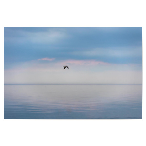 Poster 30x20 cm "Einzelne Möwe" artboxONE - Natur,Tiere - Wasser,Möwe,Meer,Himmel,Blau,Ruhe