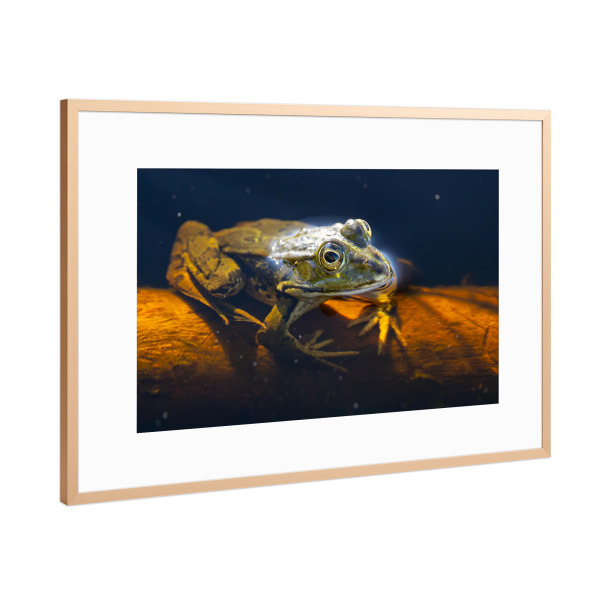 Poster mit Rahmen Kupfer "Teichfrosch im Wasser" artboxONE - Tiere - Frosch,Teichfrosch,Natur,Tiere