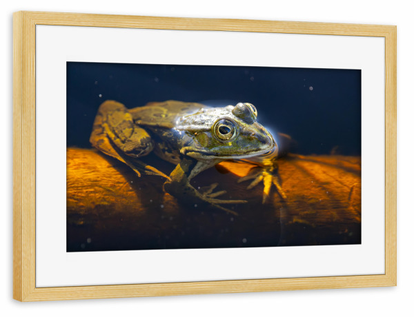 Poster mit Rahmen kiefer "Teichfrosch im Wasser" artboxONE - Tiere - Frosch,Teichfrosch,Natur,Tiere