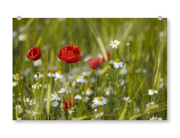 Acrylglasbild "Mohnblume mit Margeriten" artboxONE - Natur,Floral - Margerite,Mohn,Mohnblume,Natur,Landschaft,Pflanzen