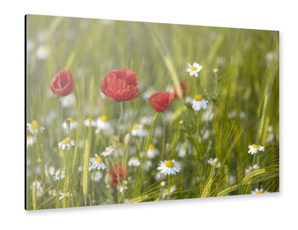Alu-Dibond "Mohnblume mit Margeriten" 30x20 cm artboxONE
