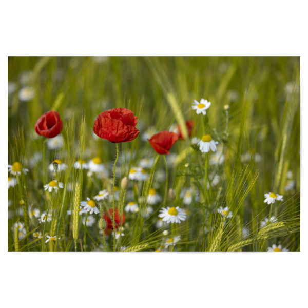 Poster 30x20 cm "Mohnblume mit Margeriten" artboxONE - Natur,Floral - Margerite,Mohn,Mohnblume,Natur,Landschaft,Pflanzen