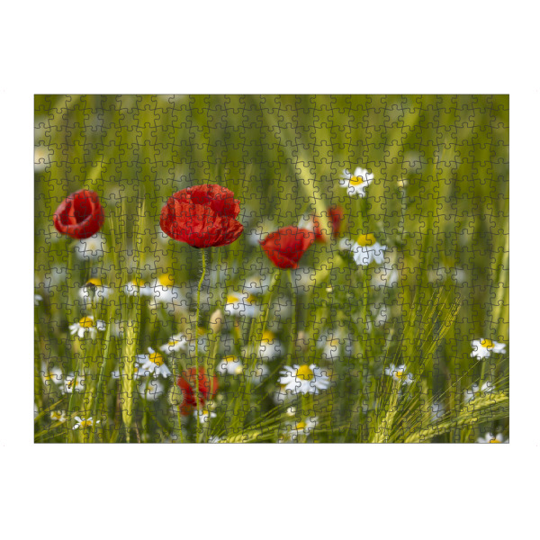 Puzzle Ravensburger "Mohnblume mit Margeriten" artboxONE - Natur,Floral - Margerite,Mohn,Mohnblume,Natur,Landschaft,Pflanzen - Bild margerite
