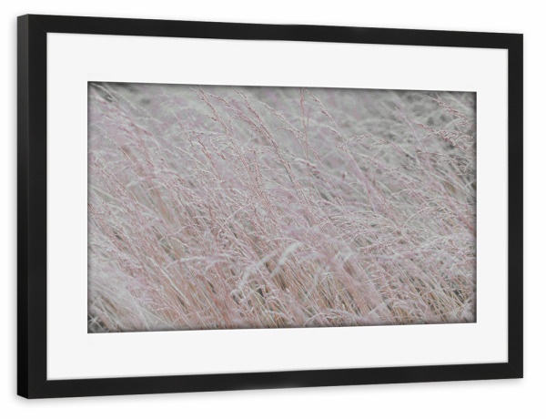 Poster mit Rahmen schwarz "Wind Gräser" artboxONE - Natur,Floral,Liebe