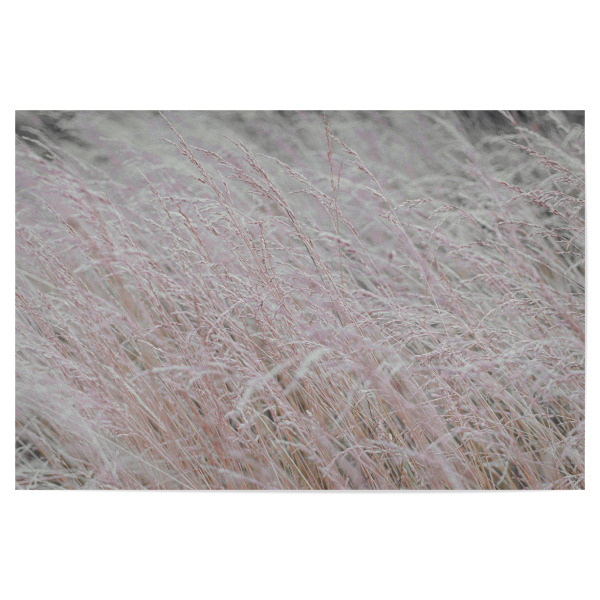 Poster "Wind Gräser" artboxONE - Natur,Floral,Liebe