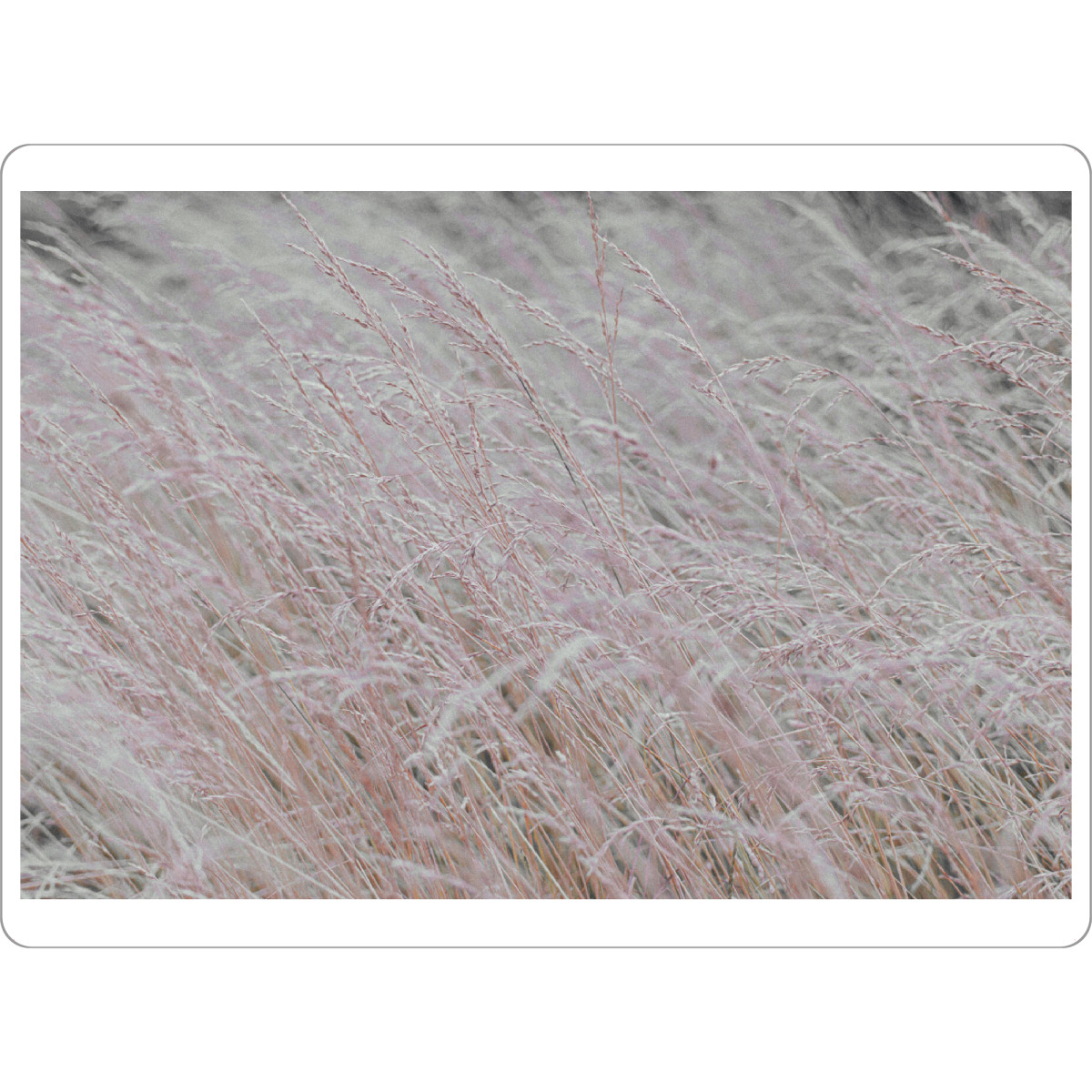 Tischset "Wind Gräser" artboxONE - Natur,Floral,Liebe