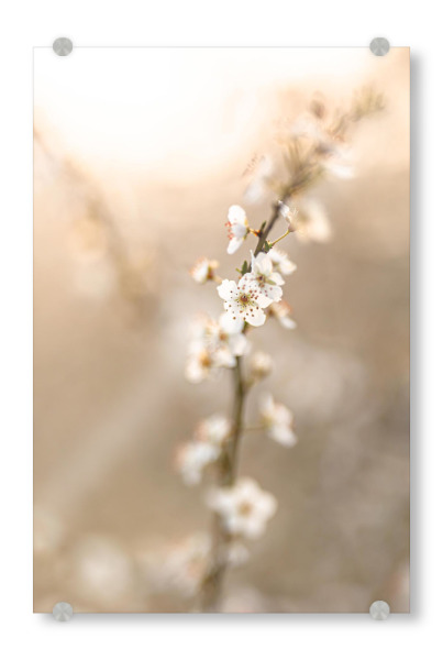 Acrylglasbild "Kirschblüte Hochformat" artboxONE - Floral - Kirschblüte,Blumen,Gold,Frühling,Gelb,Sonnenlicht,Sonne