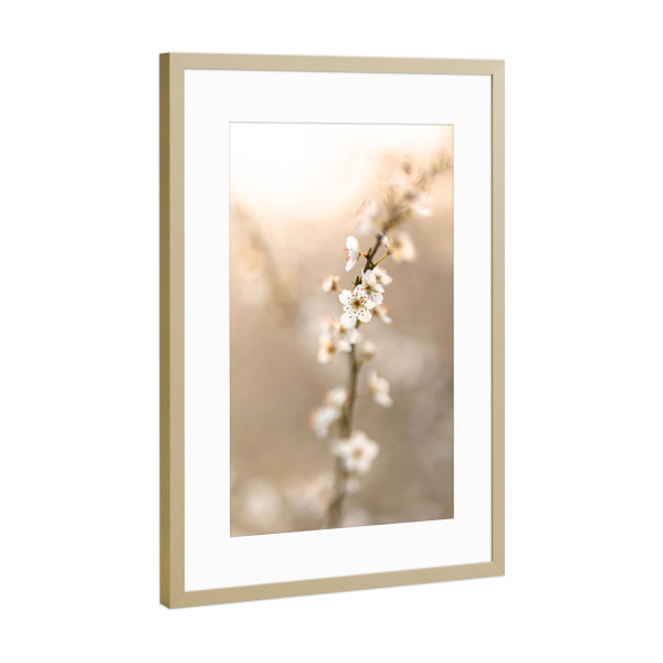 Poster mit Rahmen Gold "Kirschblüte Hochformat" artboxONE - Floral - Kirschblüte,Blumen,Gold,Frühling,Gelb,Sonnenlicht,Sonne