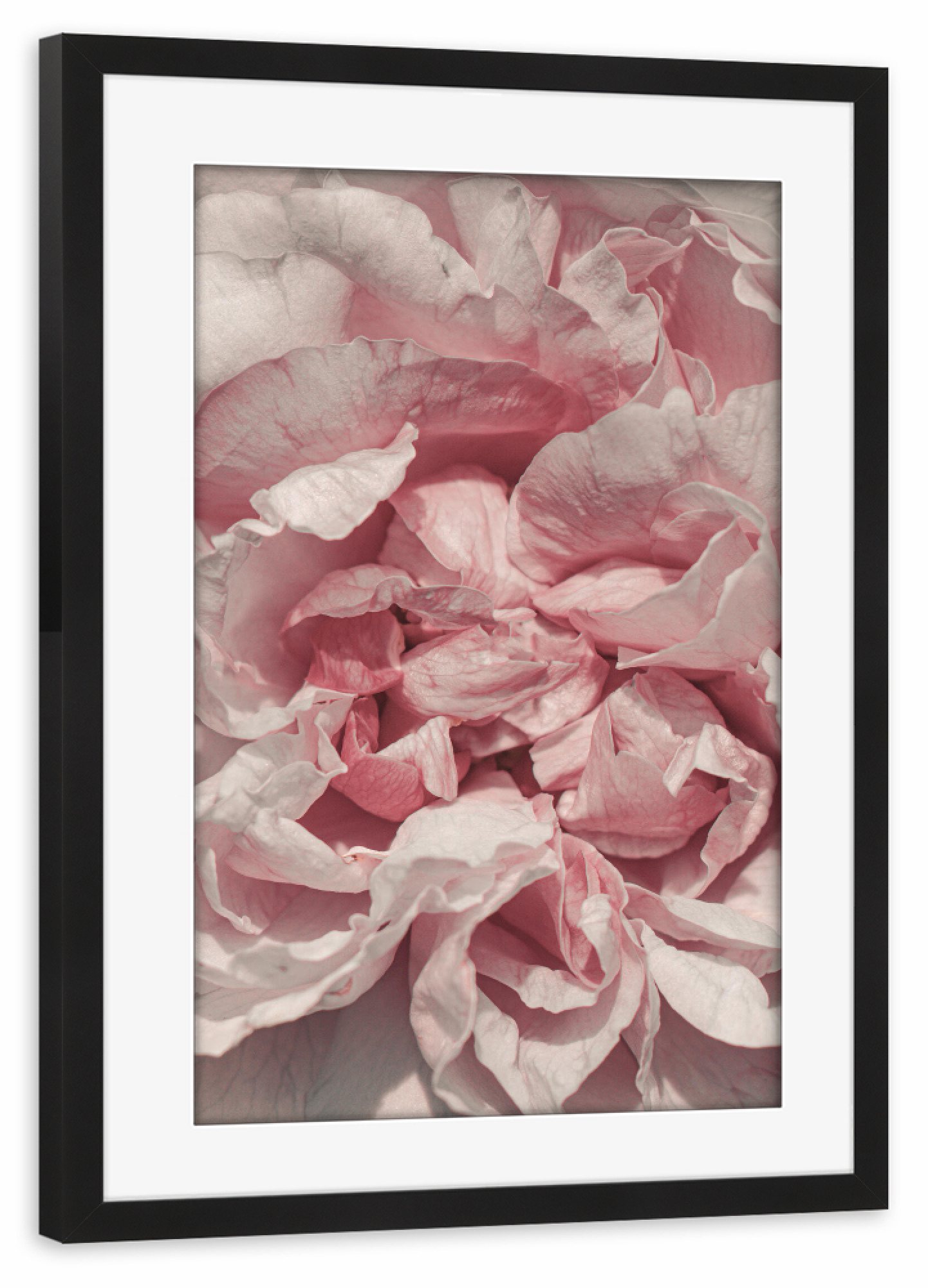 Poster mit Rahmen schwarz "Rosa Blütenblätter" artboxONE - Natur,Floral,Für Mama